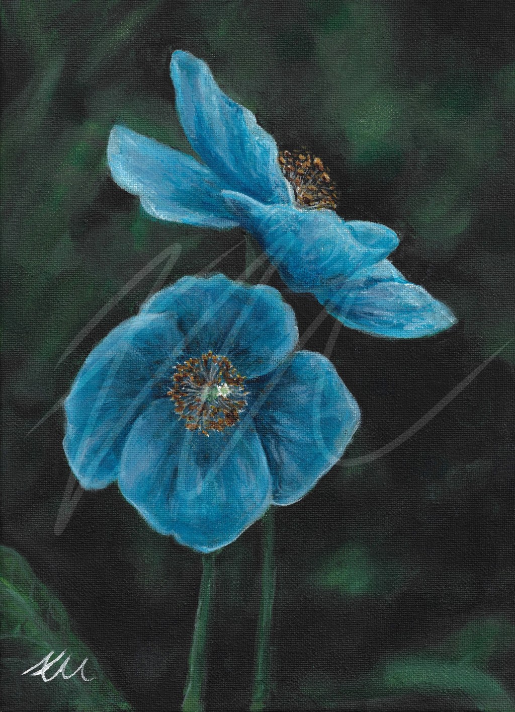 Himalayan Blue Poppy