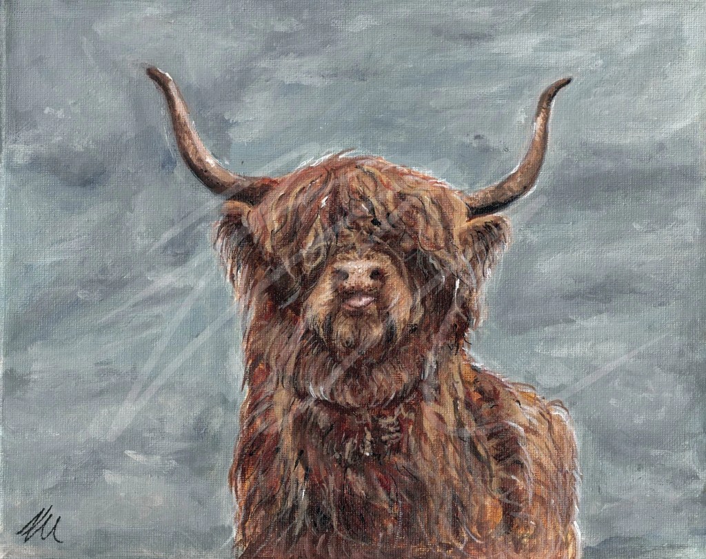 Highland Cow