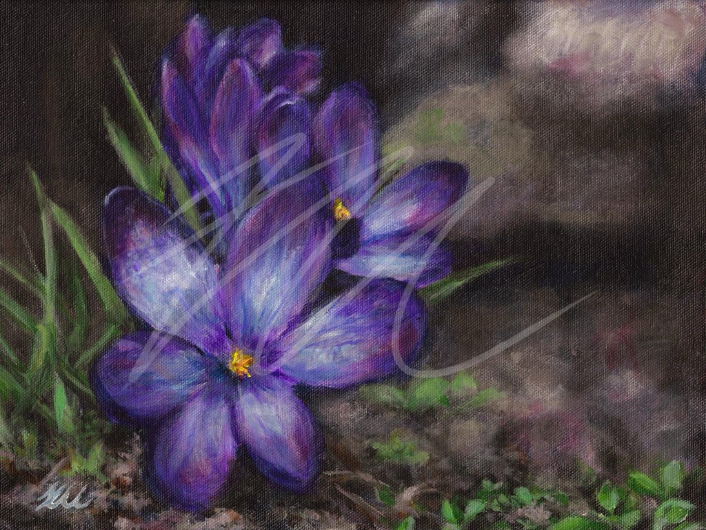 “Spring Crocus”